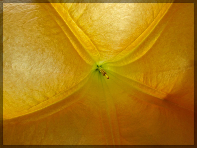 Inside a Glowing Trumpet Flower