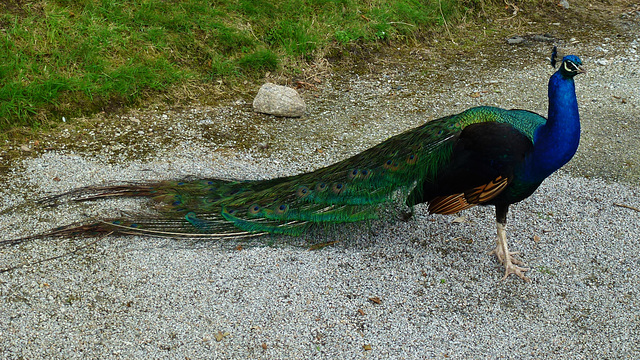 pencarrow house peacock