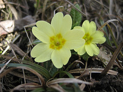 Primel (Primula vulgaris)