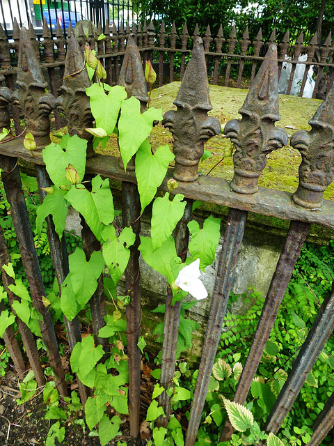 bow church, london