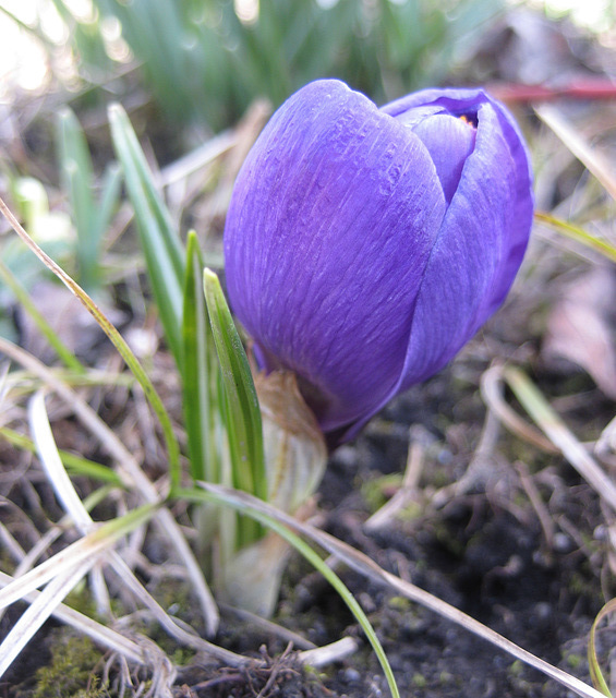 Violetter Krokus (Crocus)