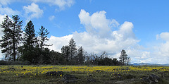 ltrcarpetofyellowflowersandtrees