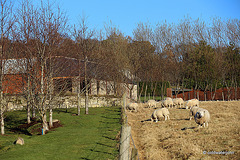 Meet The Neighbours!