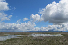 ltrvernalpool2