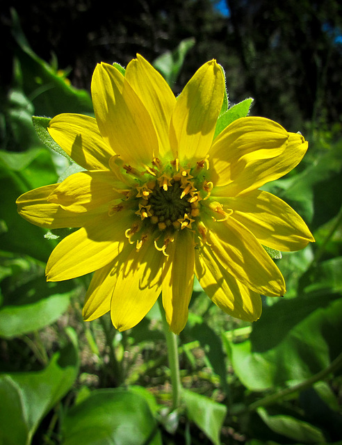 Yellow Flower