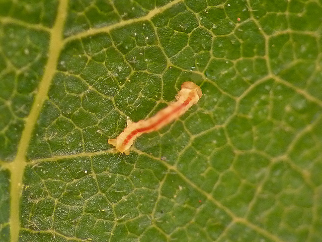 Patio Life: Light Emerald Caterpillar