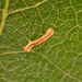 Patio Life: Light Emerald Caterpillar