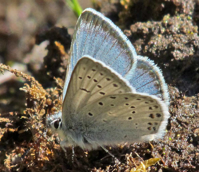 Western-tailed Blue Butterfly (plebejus)