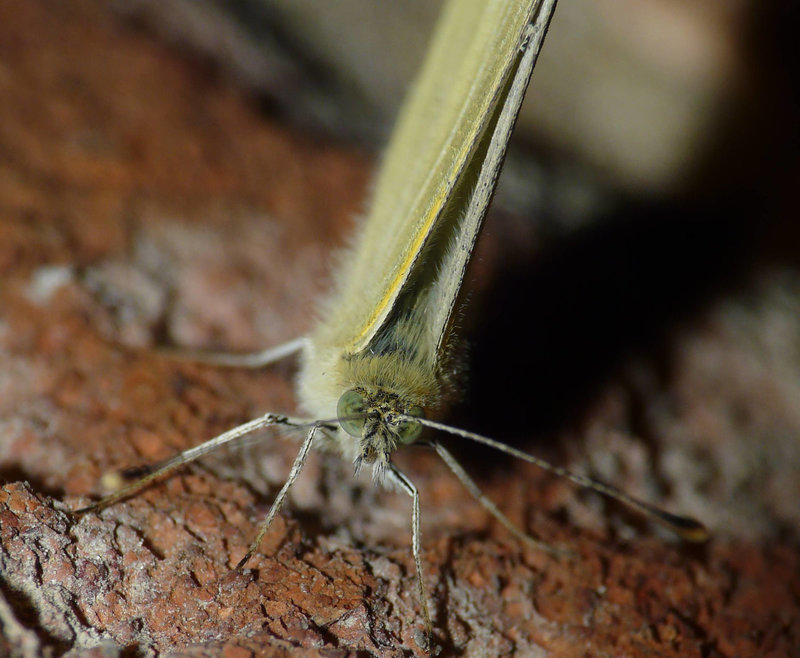 Large White Face