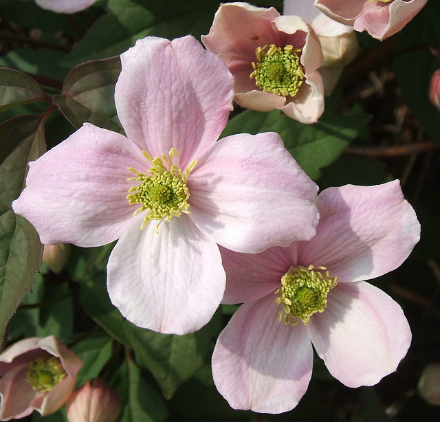 Flowers