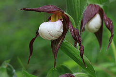 Mountain Lady's Slippers