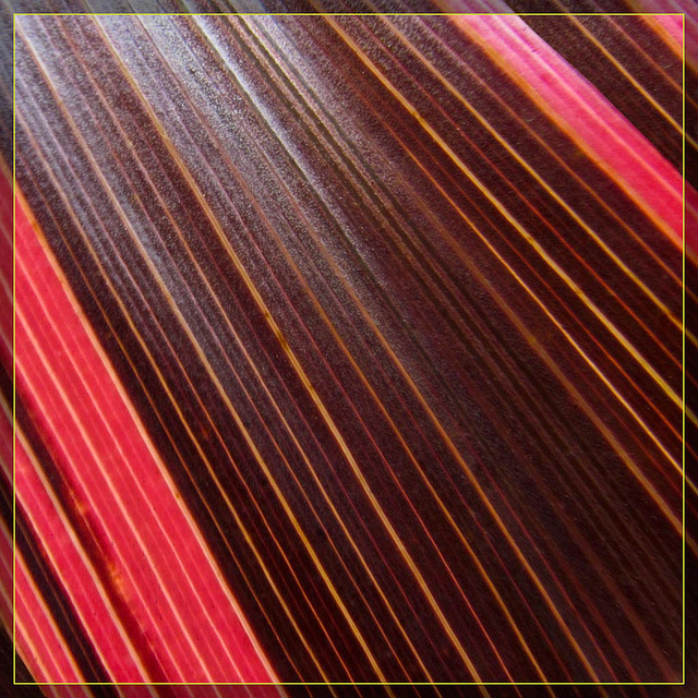 Red and Chocolate Leaf Abstract