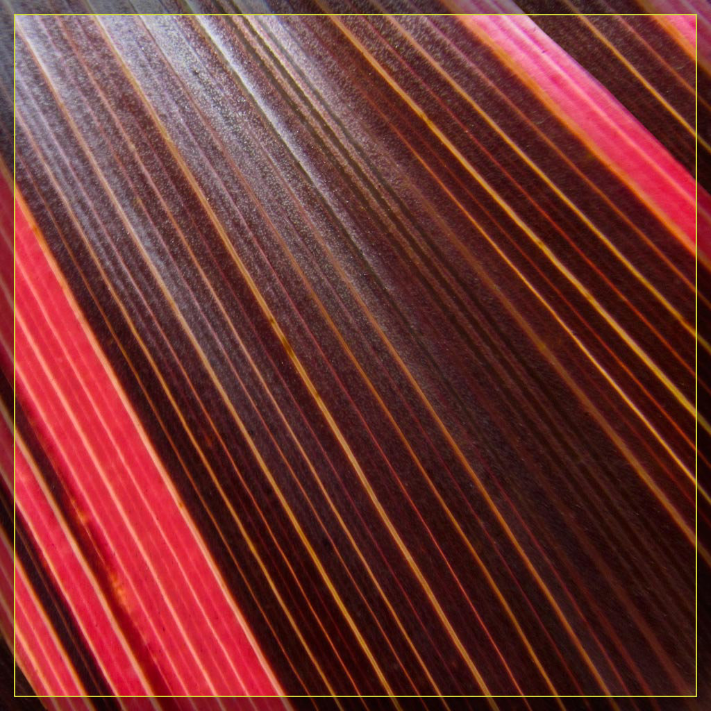 Red and Chocolate Leaf Abstract