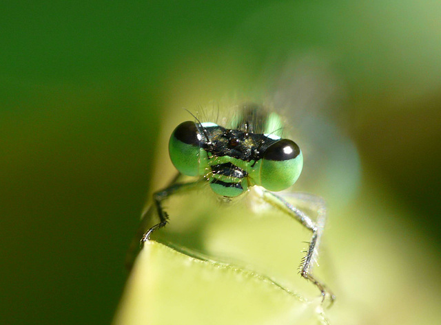 Damselfly