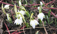 Schneeglöckchen (Galanthus) unter dem Hartriegelstrauch