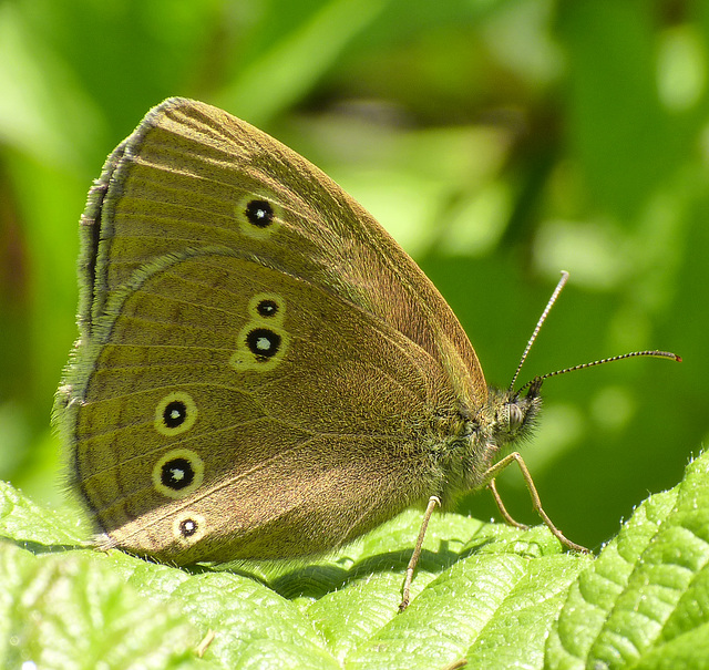 Ringlet Butterfly