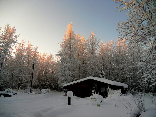 My yard in winter