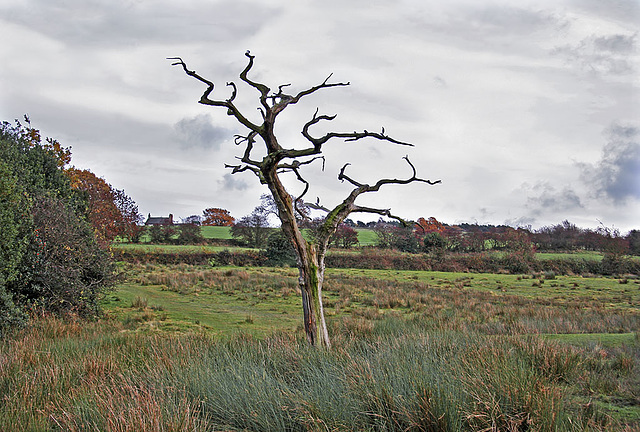 Dead tree near Throstle's Nest