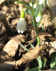 Schneeglöckchen (Galanthus)