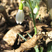Schneeglöckchen (Galanthus)