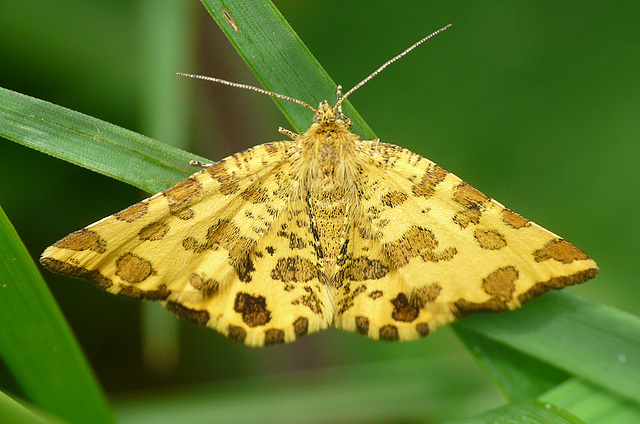 Speckled Yellow Moth