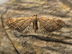 Common Pug