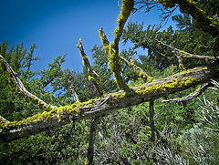 Moss-Covered Tree Skeleton