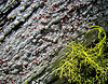 Bark and Lichen Texture