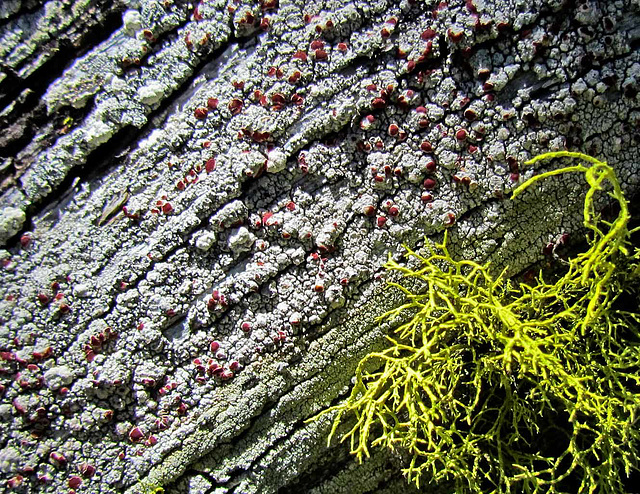 Bark and Lichen Texture