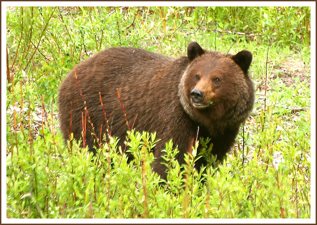 Near Jasper, Alberta