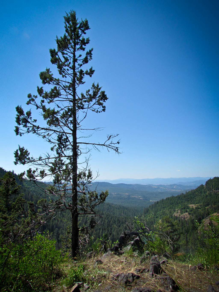 Tree and Vista