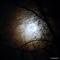 Full moon through the silver birch branches