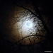 Full moon through the silver birch branches