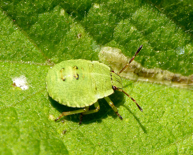 Common Green Shieldbug Nymph