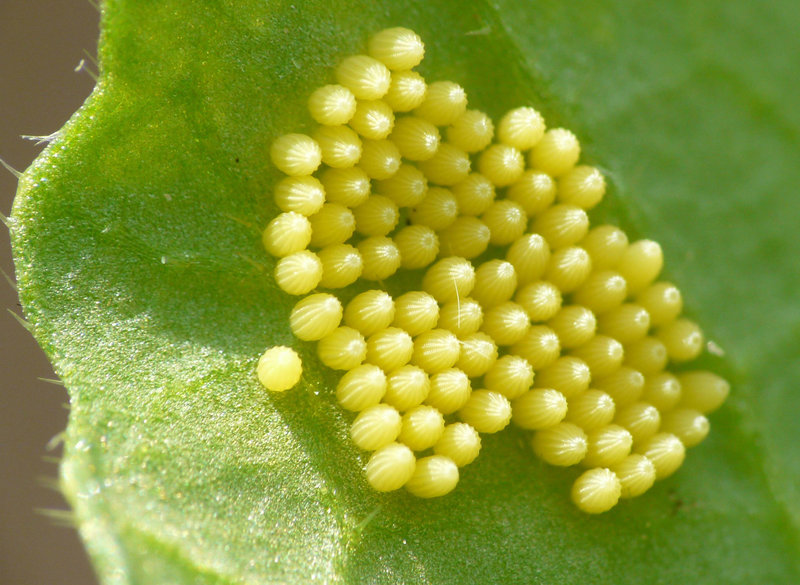 Large White Butterfly Eggs