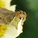 Patio Life: Bad Caterpillar, NO NO!