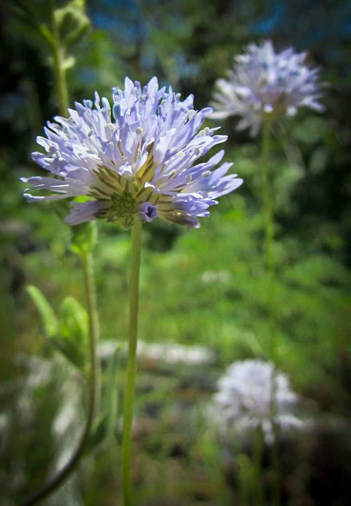 Blue Flower