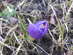 Violetter Krokus (Crocus)