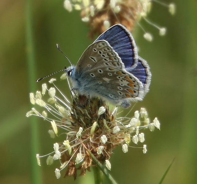 Common Blue Common Blue