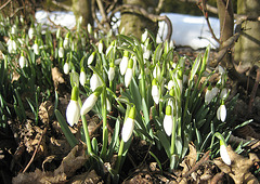 Schneeglöckchen unter der Buchenhecke (Galanthus)