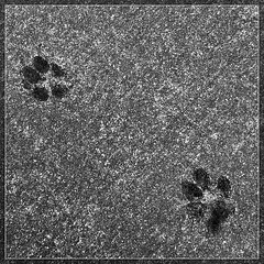 Paw Prints: R I Cat or Dawg?