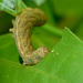 Patio Life: Angle Shades Caterpillar