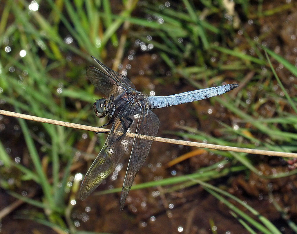 Keeled Skimmer