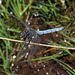 Keeled Skimmer