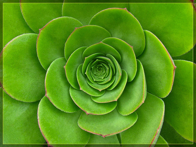 Succulent in Glowing Green