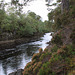 Glen Affric #13