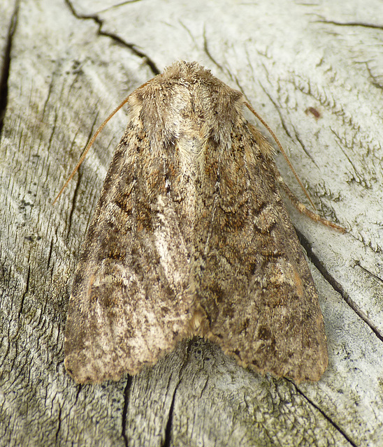 Dusky Brocade