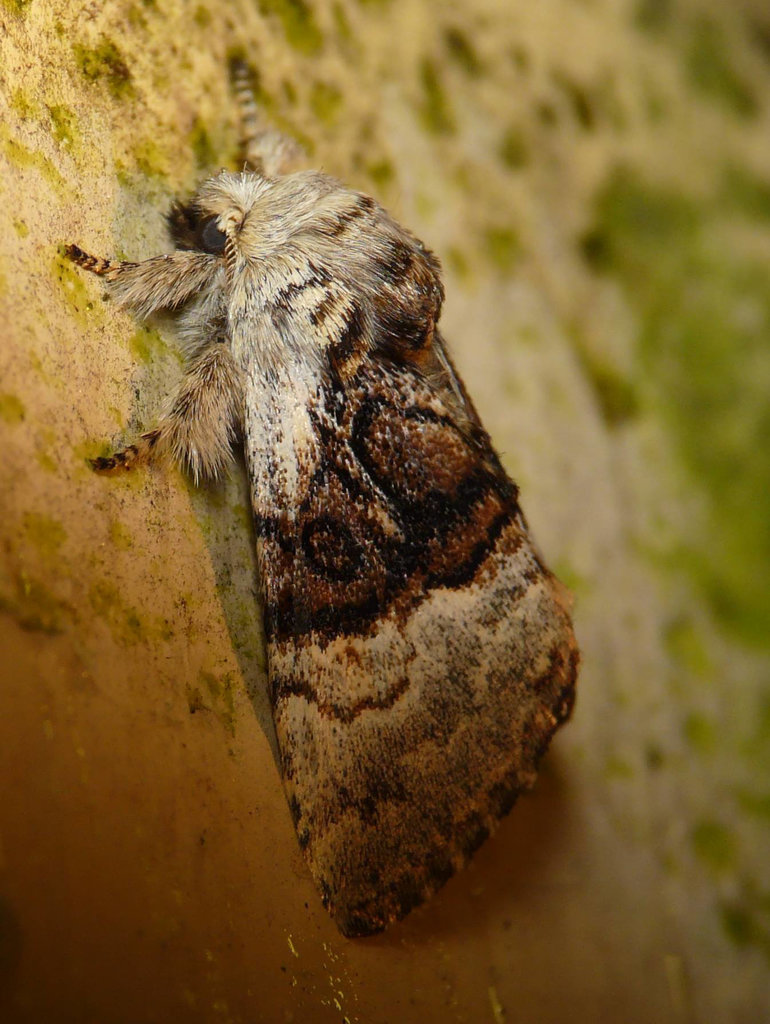 Nut-tree Tussock -Side