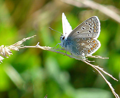 Common Blue -Male