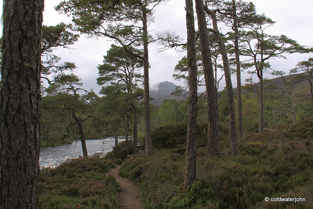 Glen Affric #12